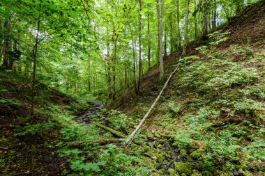 Yaz ormanı ağaçları. doğa yeşil ahşap güneş ışığı arka planı