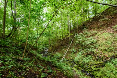 Yaz ormanı ağaçları. doğa yeşil ahşap güneş ışığı arka planı