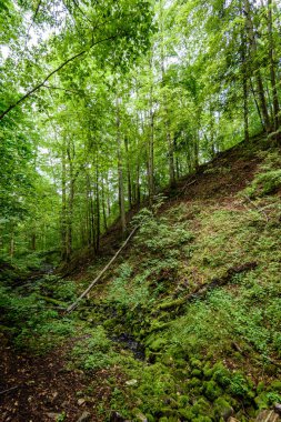 Yaz ormanı ağaçları. doğa yeşil ahşap güneş ışığı arka planı