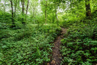 Yaz ormanı ağaçları. doğa yeşil ahşap güneş ışığı arka planı