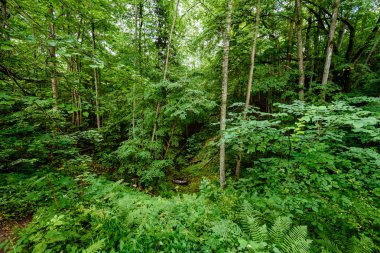 Yaz ormanı ağaçları. doğa yeşil ahşap güneş ışığı arka planı