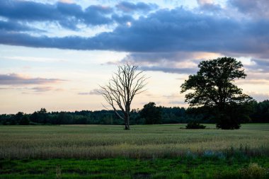 Yaz dramatik gün batımı ile kırsal alanları