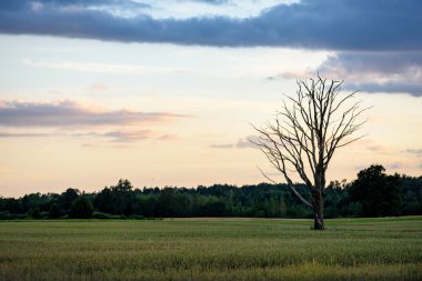 Yaz dramatik gün batımı ile kırsal alanları