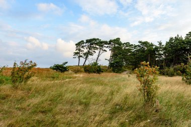 Sabah yalnız ağaçlar ile fırtınalı bir plaj görünümünü