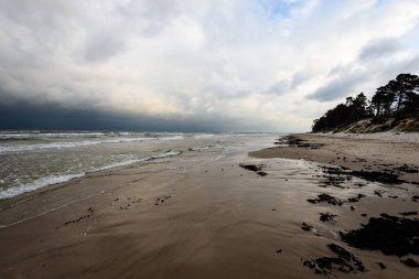 Sabah yalnız ağaçlar ile fırtınalı bir plaj görünümünü