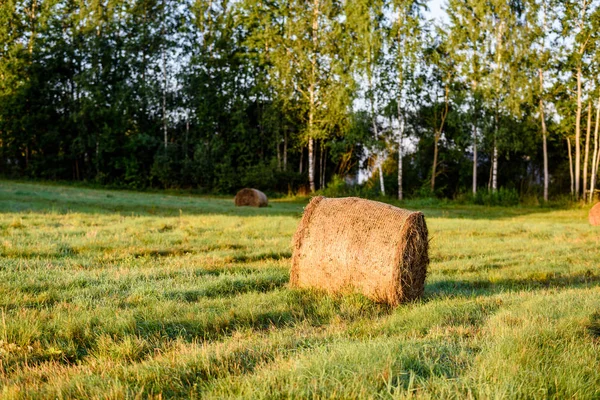 Сільські поля влітку з рулонами сіна — стокове фото