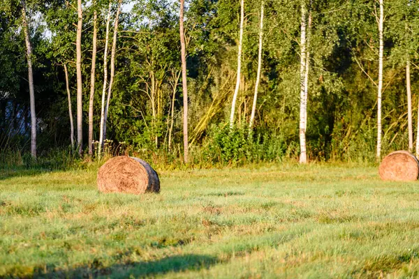 kırsal alanlar ile yaz aylarında rulo saman