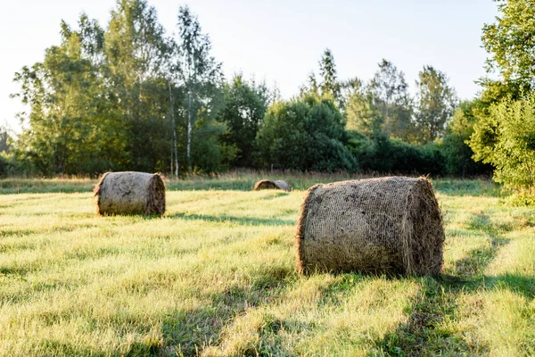 Krajinu polí v létě s rohlíky sena — Stock fotografie