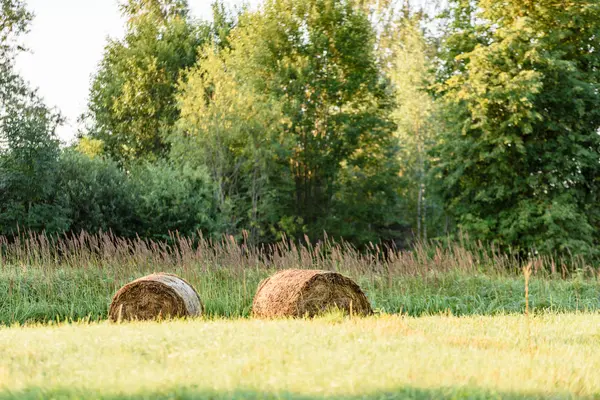 Campos de campo en verano con rollos de heno —  Fotos de Stock