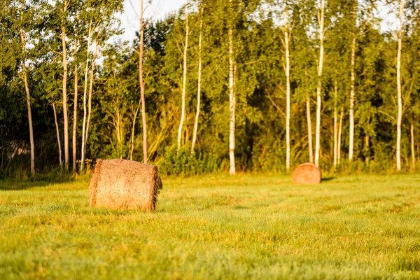 Campi di campagna in estate con rotoli di fieno — Foto Stock