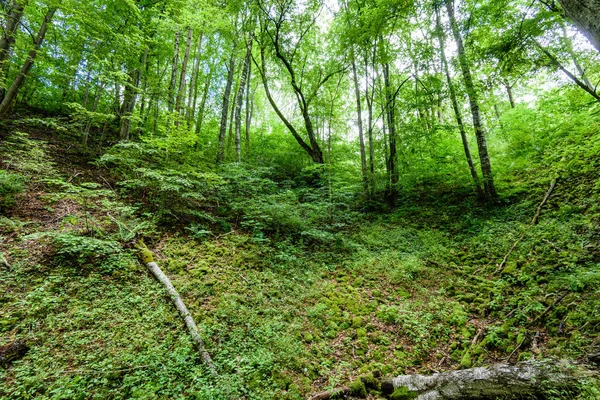 Yaz ormanı ağaçları. doğa yeşil ahşap güneş ışığı arka planı