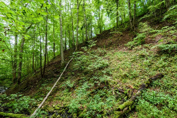 Yaz ormanı ağaçları. doğa yeşil ahşap güneş ışığı arka planı