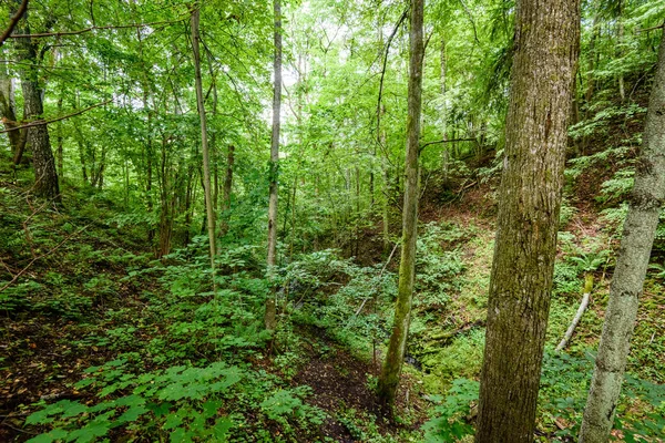 Yaz ormanı ağaçları. doğa yeşil ahşap güneş ışığı arka planı