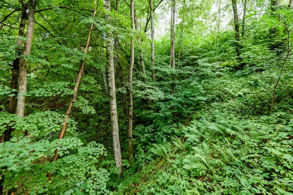 Letnie drzewa leśne. natura zielone drewno sunlight tła — Zdjęcie stockowe