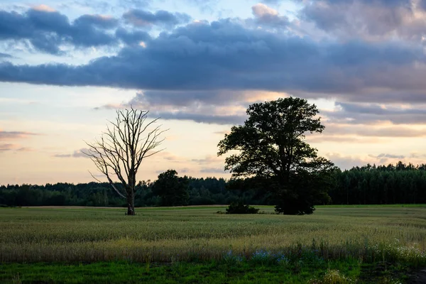 Yaz dramatik gün batımı ile kırsal alanları