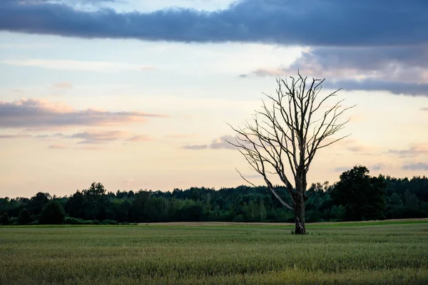 Yaz dramatik gün batımı ile kırsal alanları