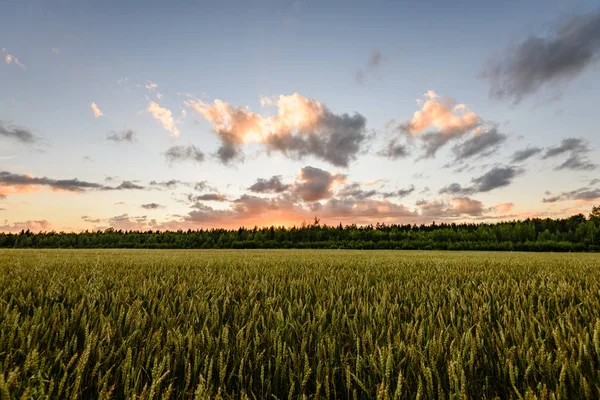 Felder auf dem Land im Sommer mit dramatischem Sonnenuntergang — Stockfoto