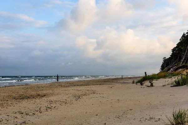 Kilátás a viharos strand reggel magányos fák — Stock Fotó