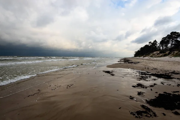 Sabah yalnız ağaçlar ile fırtınalı bir plaj görünümünü