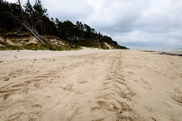 Sabah yalnız ağaçlar ile fırtınalı bir plaj görünümünü