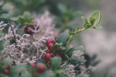 Olgun kırmızı İsveç kirazı, partridgeberry veya Fuska çam içinde büyür 