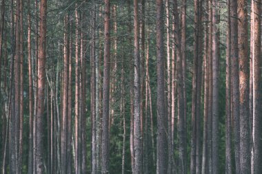 yemyeşil bahar erken yeşillik - in canlı yeşil bahar taze yaprakları