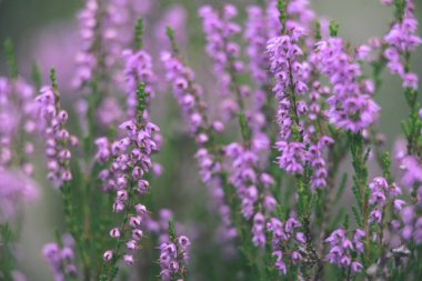 Orman heather çiçek ve bahar - vintage film loo çiçekleri