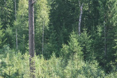 Genç bahar Ladin ağacı çiçekleri yeşil arka plan üzerinde - vintage 