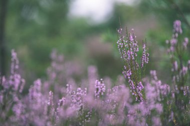 Orman heather çiçek ve bahar - vintage film loo çiçekleri