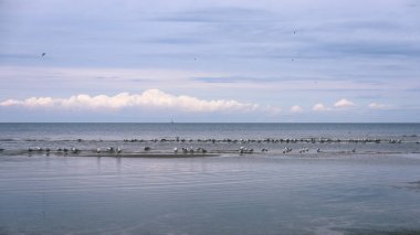 arka planda - vintage f mavi bulutlar ile sahildeki martılar