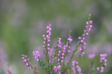 Orman heather çiçek ve bahar - vintage film loo çiçekleri