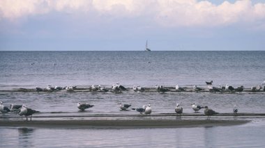 arka planda - vintage f mavi bulutlar ile sahildeki martılar