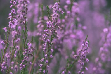 Orman heather çiçek ve bahar - vintage film loo çiçekleri