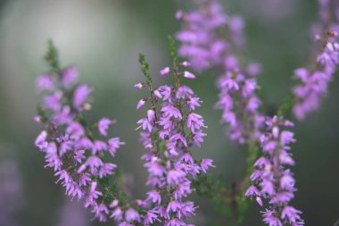 Orman heather çiçek ve bahar - vintage film loo çiçekleri