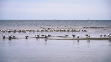 arka planda - vintage f mavi bulutlar ile sahildeki martılar