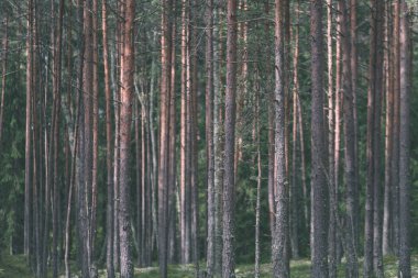 yemyeşil bahar erken yeşillik - in canlı yeşil bahar taze yaprakları