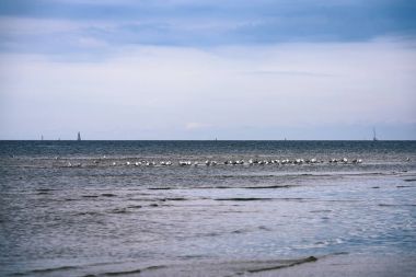 arka planda - vintage f mavi bulutlar ile sahildeki martılar