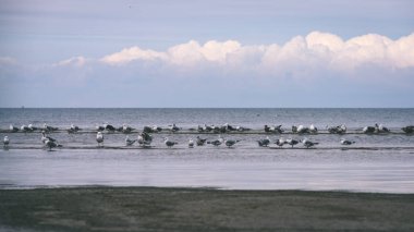 arka planda - vintage f mavi bulutlar ile sahildeki martılar
