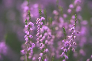 Orman heather çiçek ve bahar - vintage film loo çiçekleri