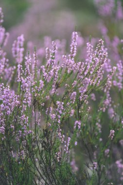 Orman heather çiçek ve bahar - vintage film loo çiçekleri