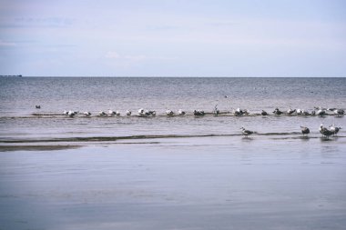 arka planda - vintage f mavi bulutlar ile sahildeki martılar