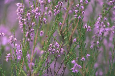 Orman heather çiçek ve bahar - vintage film loo çiçekleri