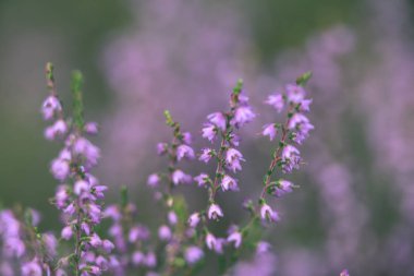 Orman heather çiçek ve bahar - vintage film loo çiçekleri