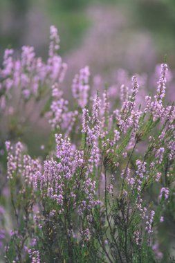 Orman heather çiçek ve bahar - vintage film loo çiçekleri