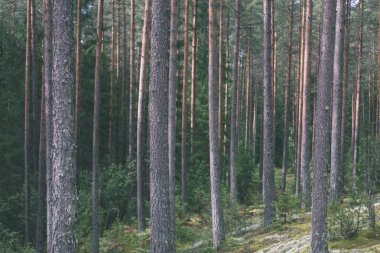 yemyeşil bahar erken yeşillik - in canlı yeşil bahar taze yaprakları