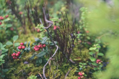 Olgun kırmızı İsveç kirazı, partridgeberry veya Fuska çam içinde büyür 