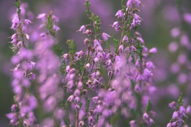 Orman heather çiçek ve bahar - vintage film loo çiçekleri