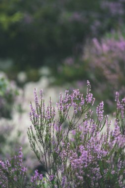 Orman heather çiçek ve bahar - vintage film loo çiçekleri