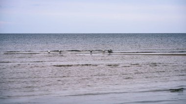 arka planda - vintage f mavi bulutlar ile sahildeki martılar