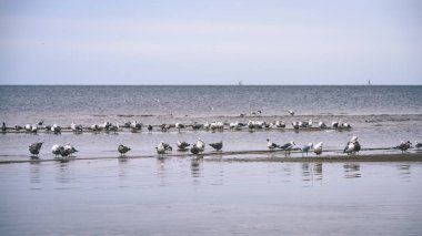 arka planda - vintage f mavi bulutlar ile sahildeki martılar